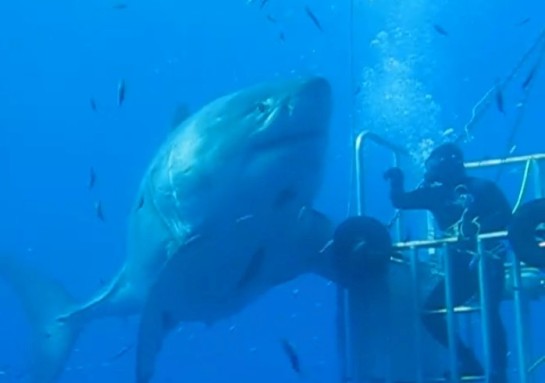 Enormous Great White Shark Filmed Near Guadalupe Island in Mexico  Carcharodon carcharias Megalodon, a giant prehistoric shark The White Shark Café pregnant female shark pregnant female great white shark  great white shark bite marks   shark attacks  shark cages  Deep Blue   sharks o the world shark video sixty sharks fishes of the world  killer sharks  